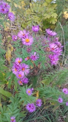 Symphyotrichum novae-angliae