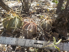 Astrophytum ornatum