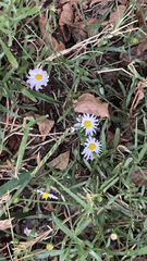 Symphyotrichum divaricatum