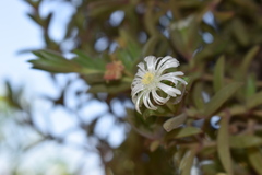 Delosperma patersoniae
