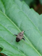 Proboscidocoris