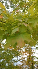 Acer saccharum