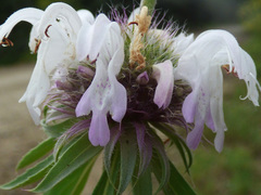 Monarda citriodora austromontana