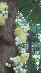Syzygium cormiflorum