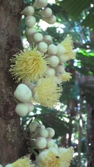 Syzygium cormiflorum