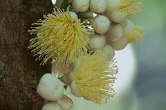 Syzygium cormiflorum
