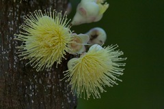 Syzygium cormiflorum