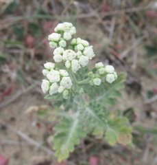 Parthenium confertum