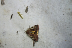 Cryptocala acadiensis