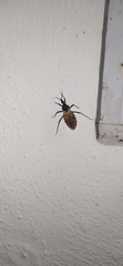 Triatoma dimidiata