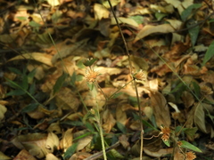 Elephantopus mollis