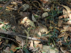 Elephantopus mollis