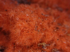 Trentepohlia flava