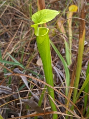 Sarracenia flava