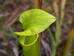 Sarracenia flava
