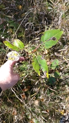 Populus balsamifera