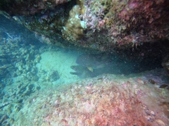 Gymnothorax castaneus