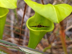 Sarracenia flava