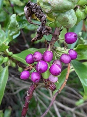 Myoporum