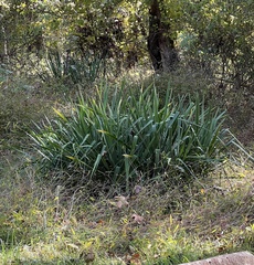 Yucca filamentosa