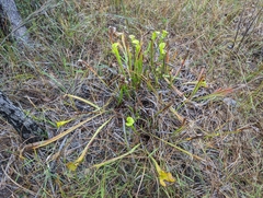 Sarracenia flava