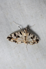 Conchylodes salamisalis