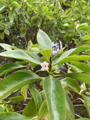 Myoporum