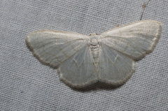 Scopula junctaria