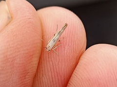 Stathmopoda horticola