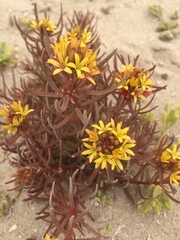 Quinchamalium chilense