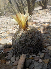 Coryphantha radians