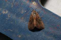 Galgula partita