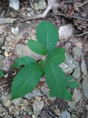Diospyros virginiana
