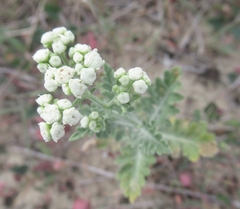 Parthenium confertum