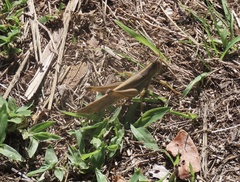 Austracris guttulosa