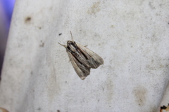 Apamea verbascoides