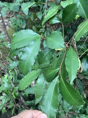 Ardisia cornudentata morrisonensis