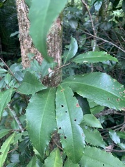 Ardisia cornudentata morrisonensis