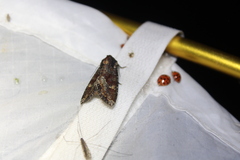 Apamea amputatrix