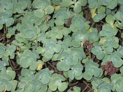 Sedeae