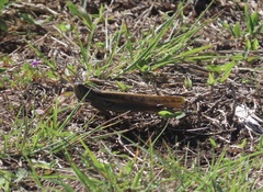Austracris guttulosa