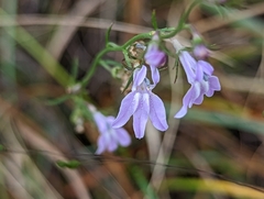 Lobelia