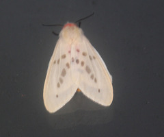 Lemyra bornemontana
