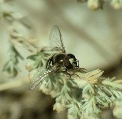 Eupeodes volucris