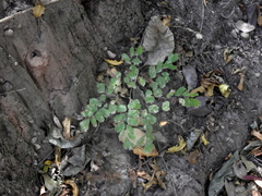 Adiantum raddianum