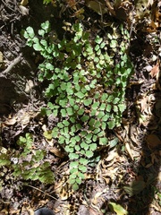 Adiantum raddianum