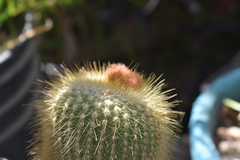Parodia lenninghausii