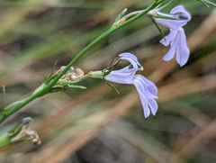Lobelia