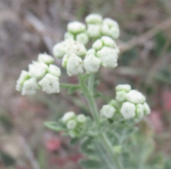Parthenium confertum