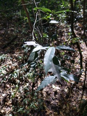Angiospermae